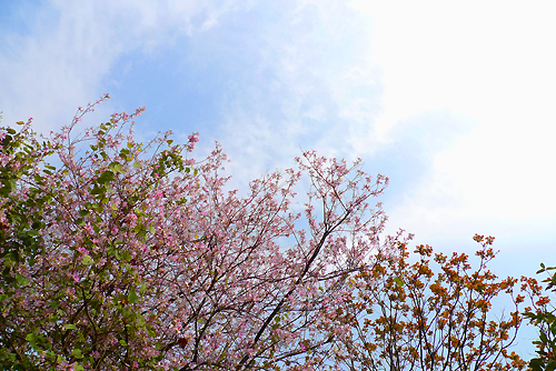 20110316莲花山001