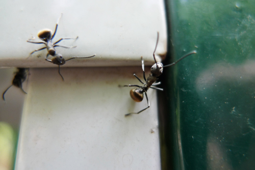 20110316莲花山002