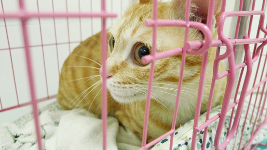 猫咪变性记-续-小宝绝育