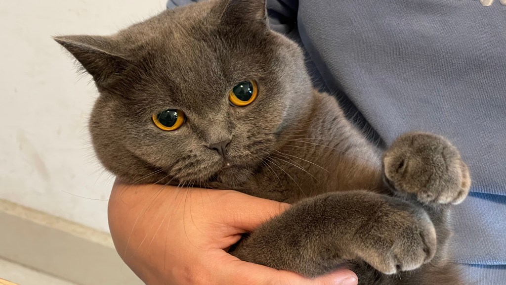 安息吧，你不需要爱人类